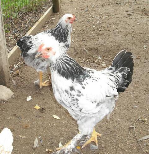 4455_cochin_rooster_2a.jpg