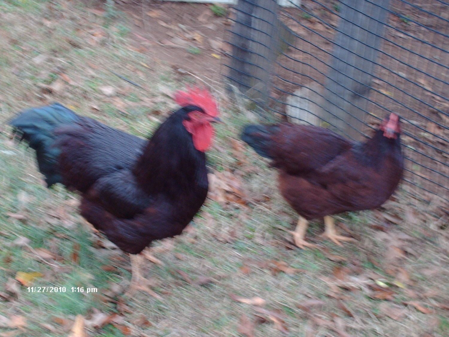 44571_hertiage_reds_00000.jpg