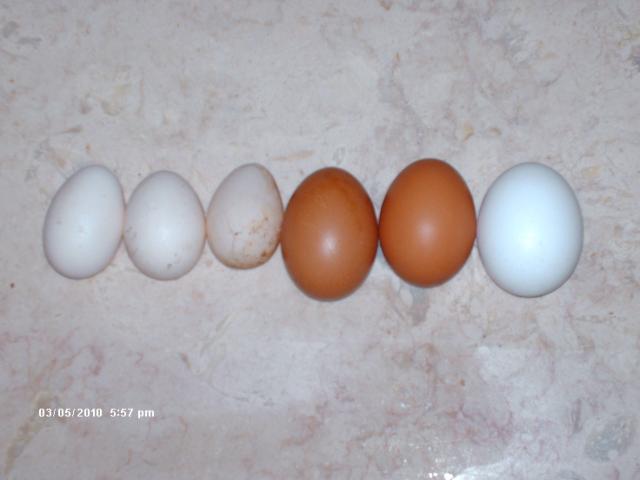 44571_hpim0991.jpg