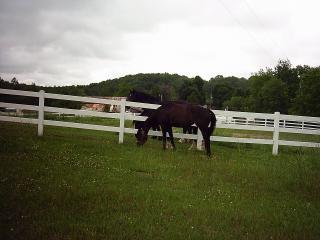 44573_ace_bell_and_lena.jpg