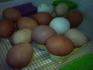 44573_eggs_1.jpg