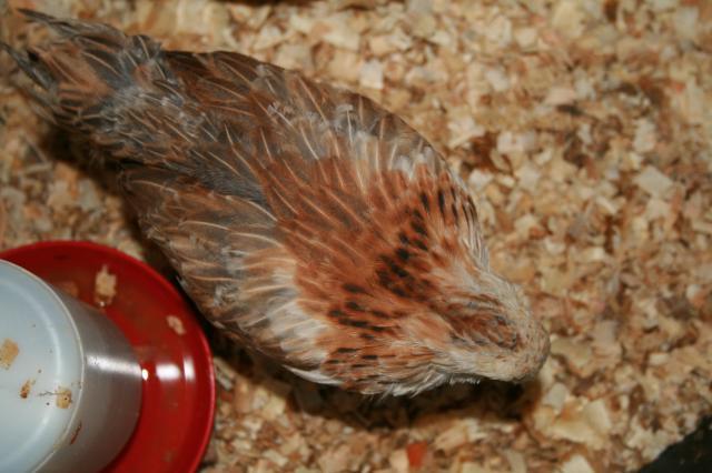44584_ameraucanas_005.jpg