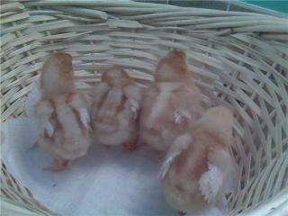 44617_chicks1week2.jpg