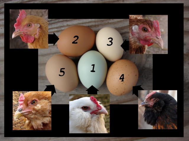 44629_dsc04066_pullet_eggs.jpg