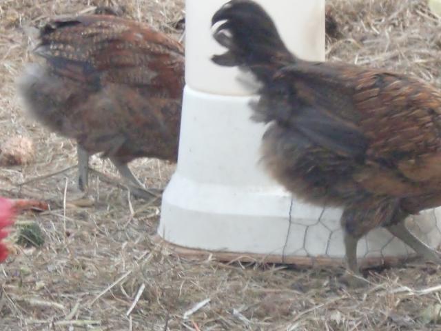 44688_cimg0794.jpg