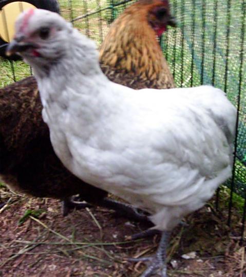 44693_lav_araucana_roo.jpg