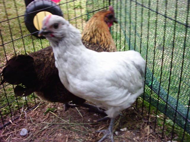44693_pic_0822.jpg