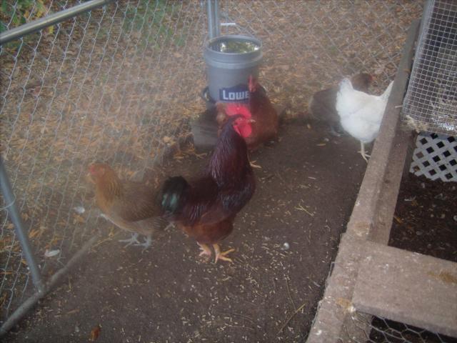 44703_chickens_103011_006.jpg
