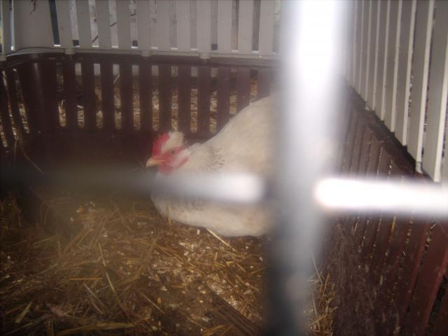 44703_chickens_103011_007.jpg