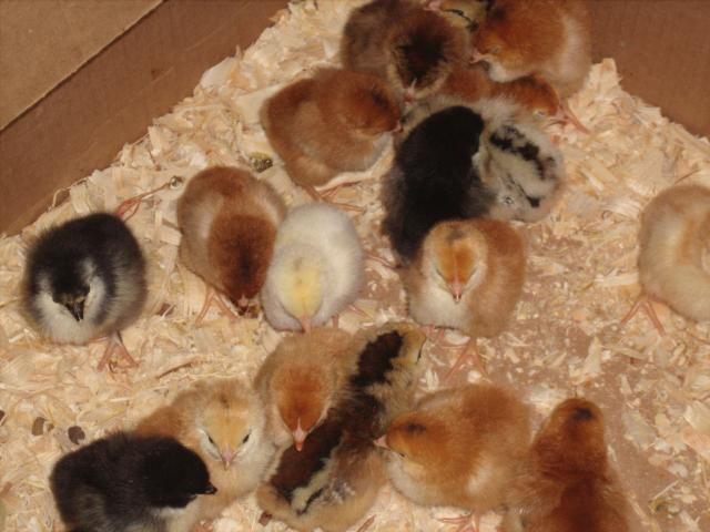 44703_chickens_2011_002.jpg