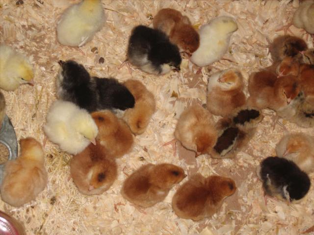 44703_chickens_2011_004.jpg
