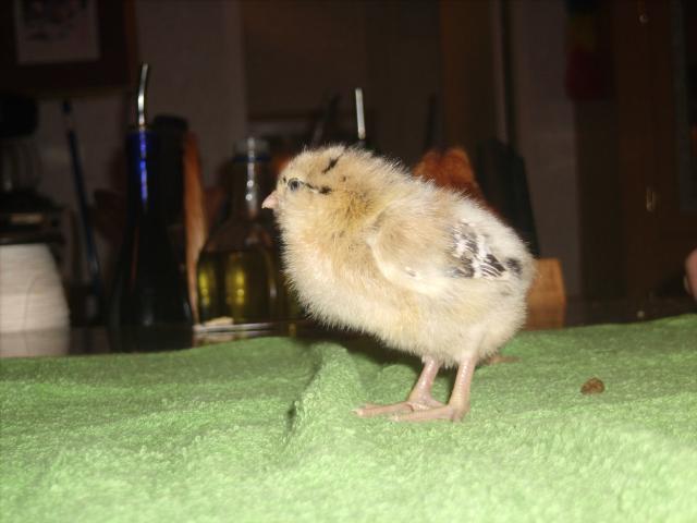 44703_chickens_2011_017.jpg