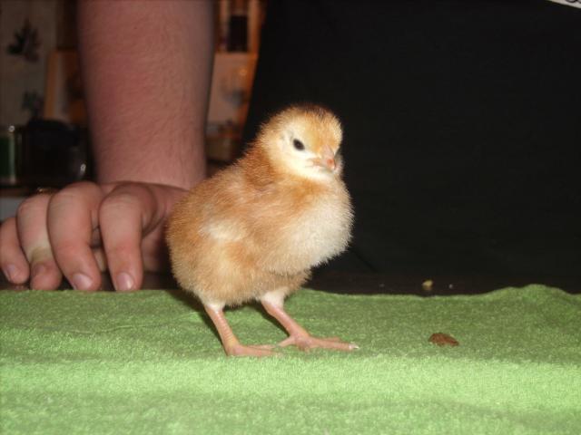 44703_chickens_2011_018.jpg