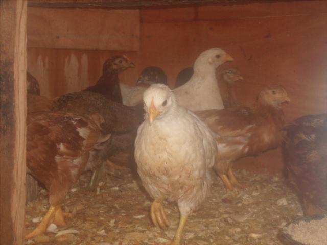 44703_chickens_in_april_017.jpg