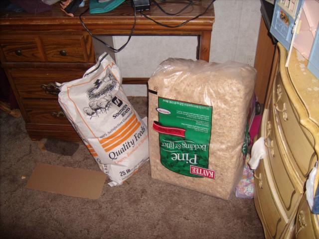 44703_chickfeed1.jpg