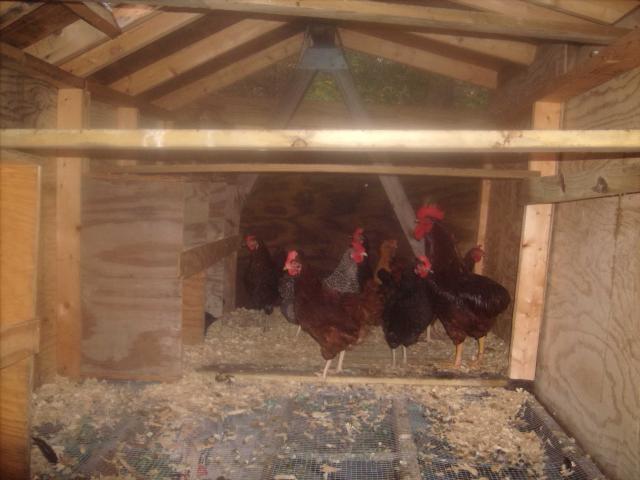 44703_oct_30_2011_chickens_037.jpg