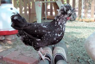 44717_houdan_on_my_feet_2010.jpg