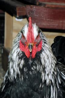 44717_rooster_face_on.jpg