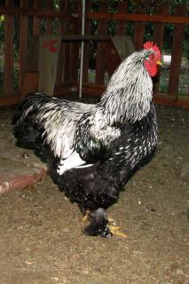 44717_rooster_may_2010_5.jpg