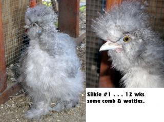 44717_silkie_1.jpg