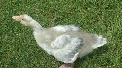 44771_gander_008.jpg