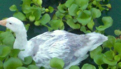 44771_gander_scovy_and_fishin_trip_004.jpg