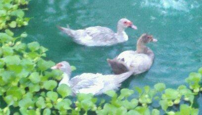 44771_gander_scovy_and_fishin_trip_005.jpg