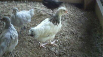 44771_scovy_and_wyandottes_la_035.jpg