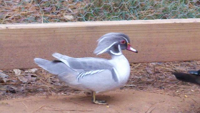 44771_silver_and_mandarin_026.jpg