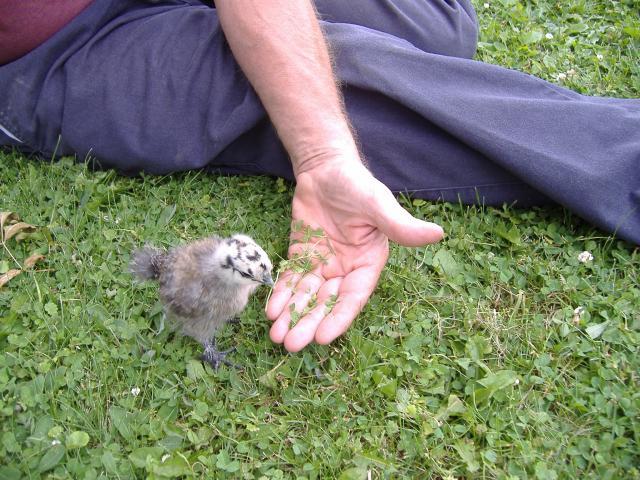 44824_baby_silkie_and_dh_trying_to_teach_her_to_eat.jpg