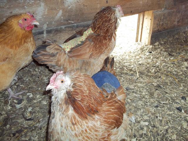 44824_lucy_and_ethel_in_with_their_saddles_3-16-11.jpg