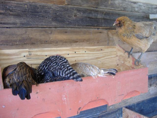 44824_nesting_box.jpg