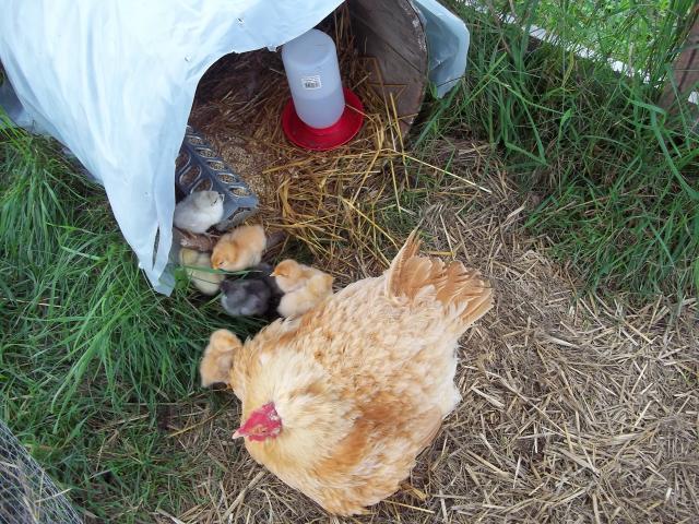 44824_orp_with_babies_8-10-11.jpg