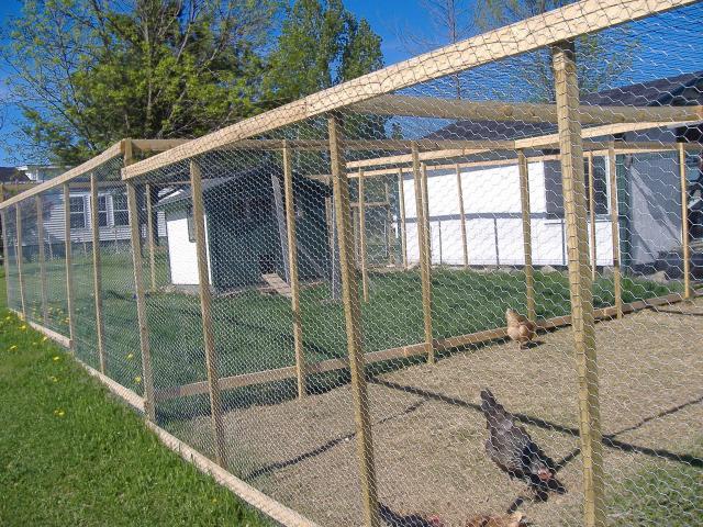 chicken run---how tall? | BackYard Chickens