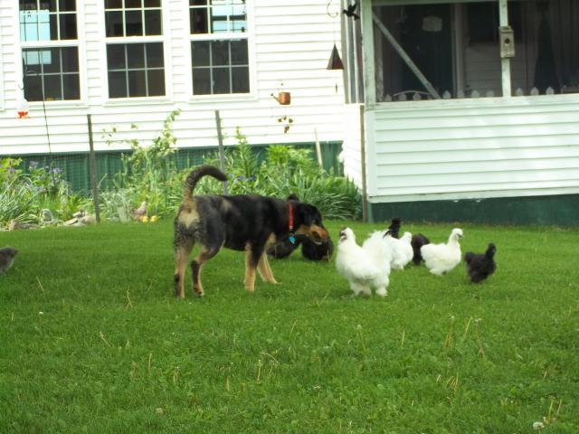44824_tilley_and_the_silkie_rooster_6-14-11.jpg