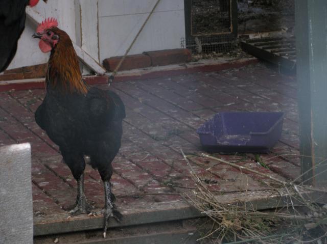 44847_chick_and_stuff_015.jpg