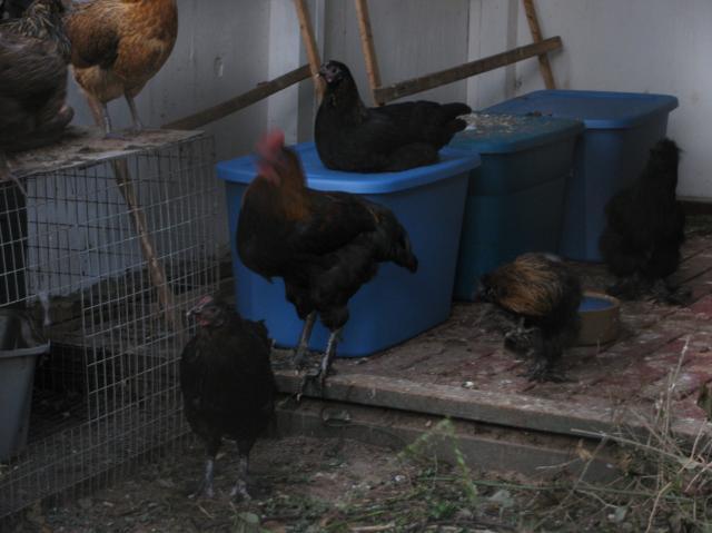 44847_chick_and_stuff_016.jpg