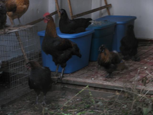 44847_chick_and_stuff_017.jpg