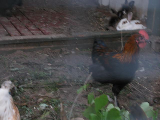 44847_chick_and_stuff_018.jpg