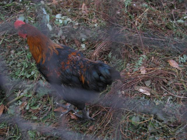 44847_chick_and_stuff_022.jpg