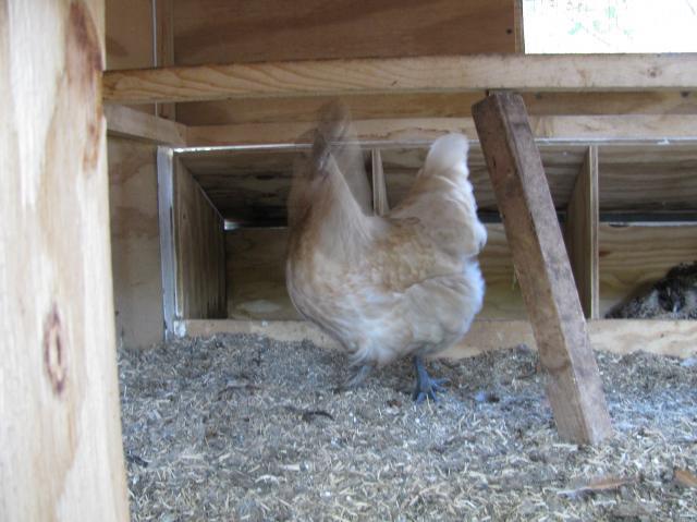 44847_chicken_012.jpg