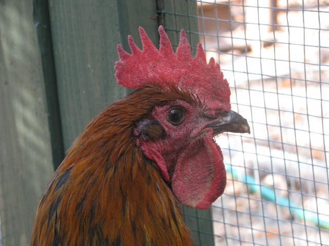 44847_chickens_2_038.jpg