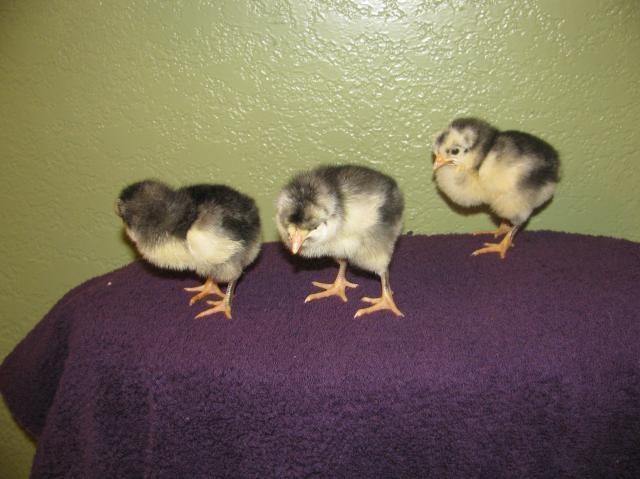 44847_chicks_017.jpg