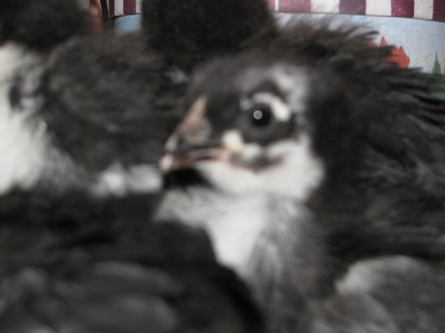 44847_giants_and_chickens_030.jpg
