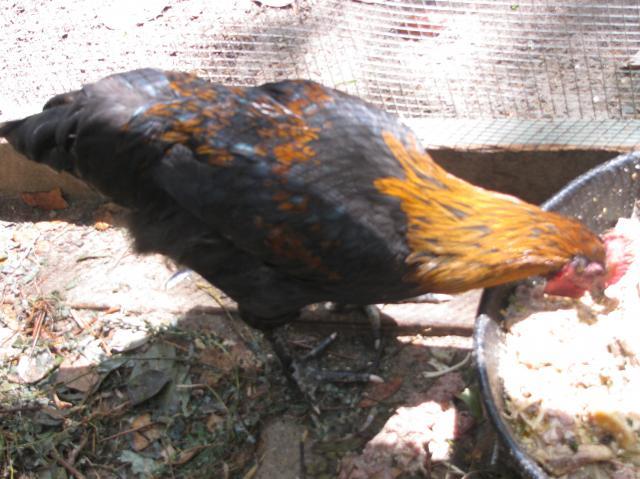 44847_just_chickens_001.jpg