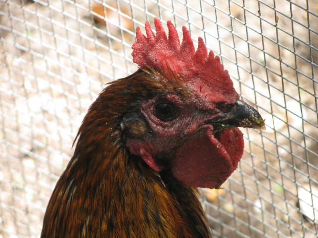 44847_just_chickens_002.jpg