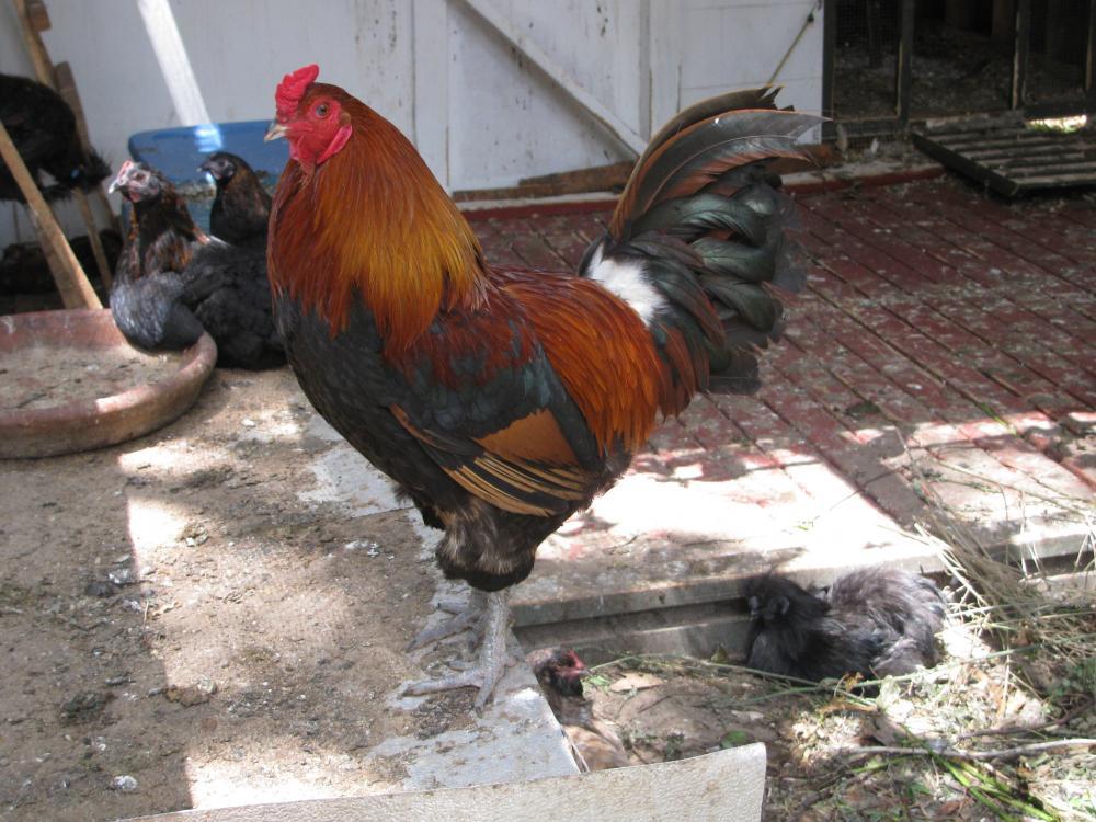 44847_just_chickens_003.jpg