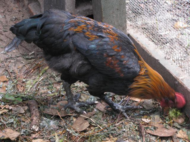 44847_just_chickens_004.jpg
