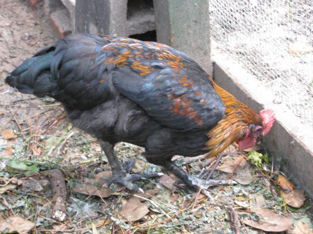 44847_just_chickens_005.jpg