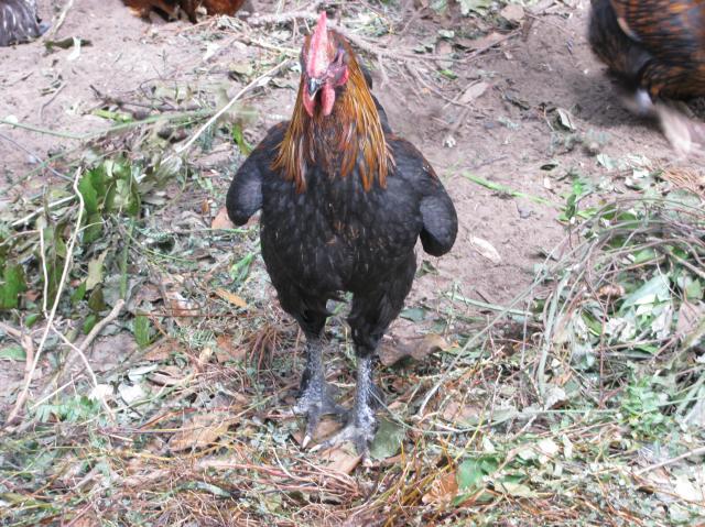 44847_just_chickens_006.jpg